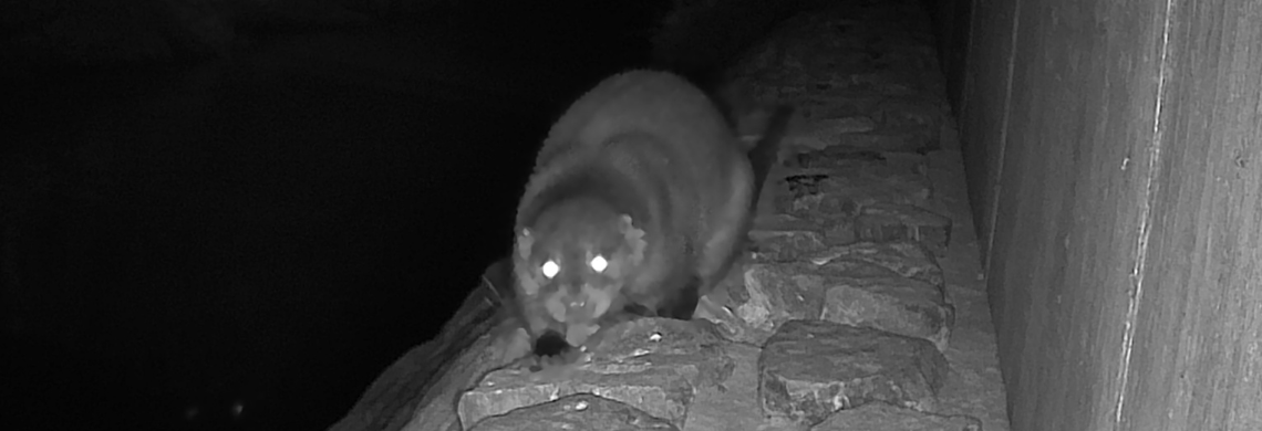 Fischotter in der Fotofalle.